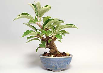 ヒメリンゴQ（ひめりんご・姫林檎）ミニ盆栽の成長記録-2・Malus prunifolia bonsai