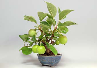 ヒメリンゴQ（ひめりんご・姫林檎）ミニ盆栽の成長記録-4・Malus prunifolia bonsai