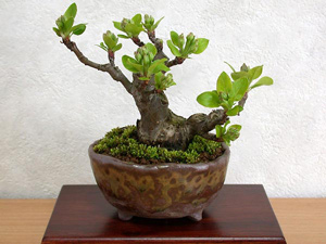 ヒメリンゴ-U（ひめりんご・姫林檎）実もの盆栽の成長記録-1・Malus prunifolia bonsai
