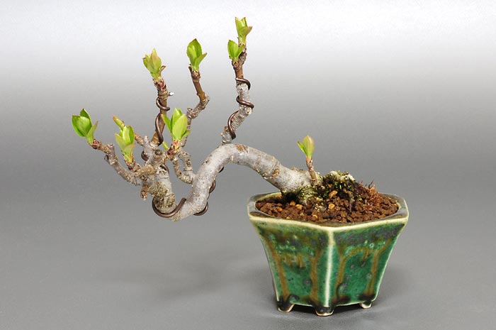 ヒメリンゴ-X（ひめりんご・姫林檎）実もの盆栽の販売と育て方・作り方・Malus prunifolia bonsai