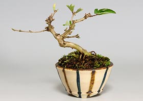 ヒョウタンボク-D（ひょうたんぼく・瓢箪木）実もの盆栽の成長記録-1・Lonicera morrowii bonsai