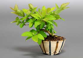 ヒョウタンボク-D（ひょうたんぼく・瓢箪木）実もの盆栽の成長記録-2・Lonicera morrowii bonsai