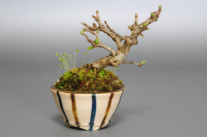 ヒョウタンボク-D（ひょうたんぼく・瓢箪木）実もの盆栽の販売と育て方・作り方・Lonicera morrowii bonsai