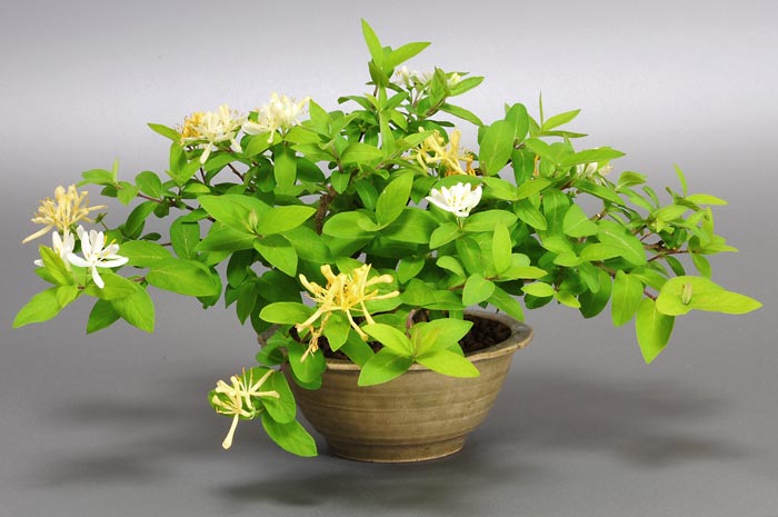 ヒョウタンボク-E（ひょうたんぼく・瓢箪木）実もの盆栽の販売と育て方・作り方・Lonicera morrowii bonsai