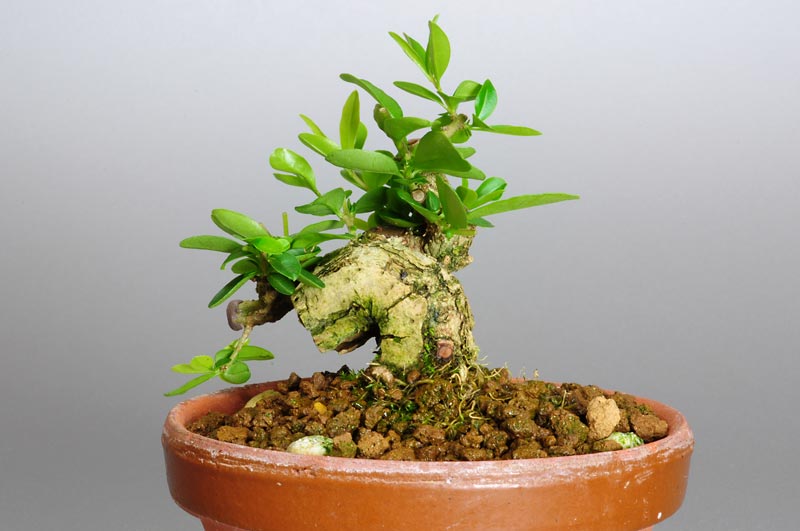 イボタノキ-C1（いぼたのき・水蝋の木）実もの盆栽を裏側から見た景色・Ligustrum obtusifolium bonsai