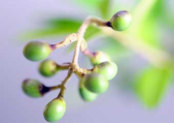 イボタノキの実（いぼたのき・水蝋の木）盆栽の樹作りの参考樹形・Ligustrum obtusifolium Best bonsai