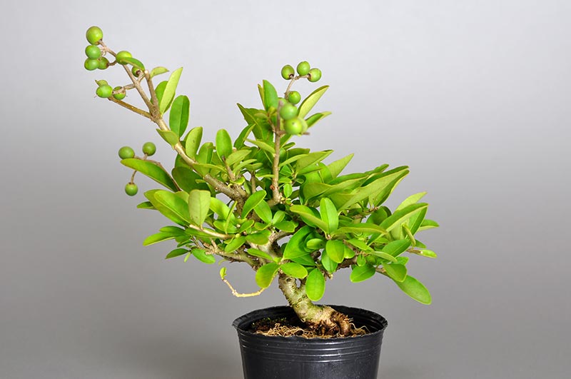 イボタノキ-L1（いぼたのき・水蝋の木）実もの盆栽の販売と育て方・作り方・Ligustrum obtusifolium bonsai
