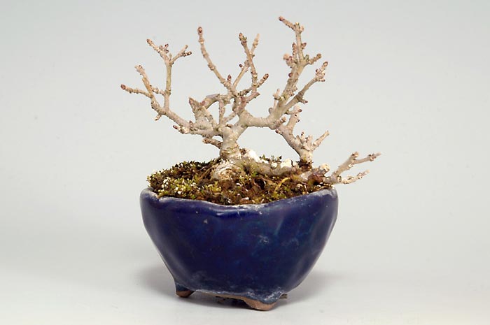 イボタノキM（いぼたのき・水蝋の木）実もの盆栽の販売と育て方・作り方・Ligustrum obtusifolium bonsai photo