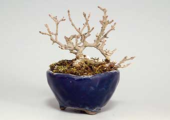 イボタノキ-M（いぼたのき・水蝋の木）盆栽の樹作りの参考樹形・Ligustrum obtusifolium Best bonsai