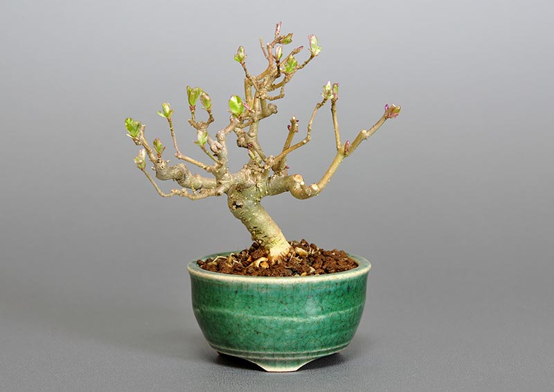 イボタノキ-O1（いぼたのき・水蝋の木）実もの盆栽の販売と育て方・作り方・Ligustrum obtusifolium bonsai