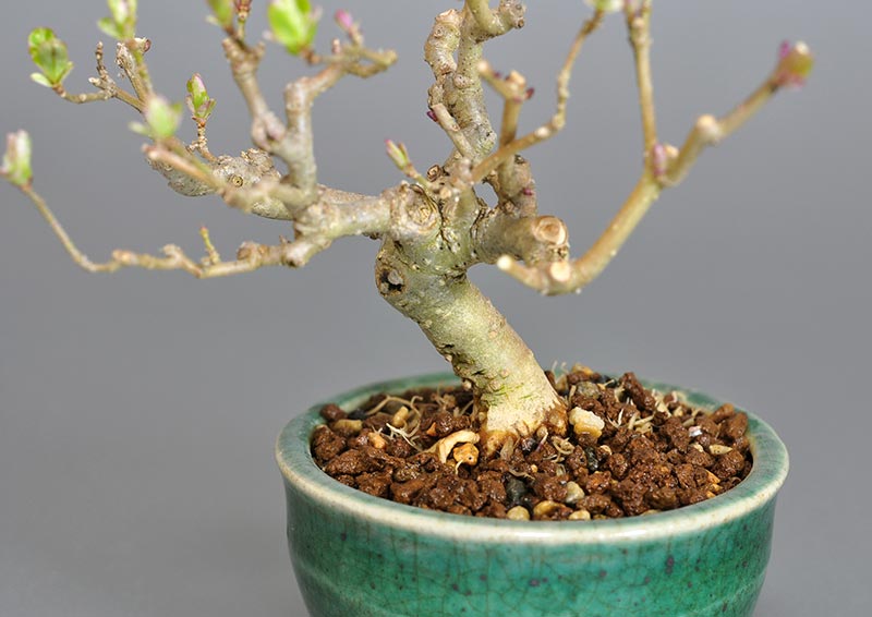 ミニ盆栽・イボタノキ-O1（いぼたのき・水蝋の木）実もの盆栽を別側から見た景色・Ligustrum obtusifolium bonsai
