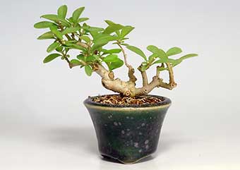 イボタノキ-S（いぼたのき・水蝋の木）盆栽の樹作りの参考樹形・Ligustrum obtusifolium Best bonsai