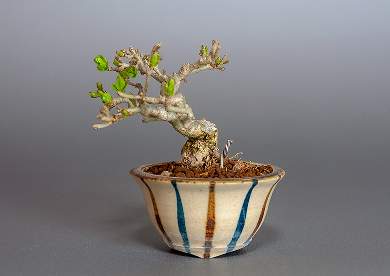 イボタノキ-V1（いぼたのき・水蝋の木）実もの盆栽の販売と育て方・作り方・Ligustrum obtusifolium bonsai