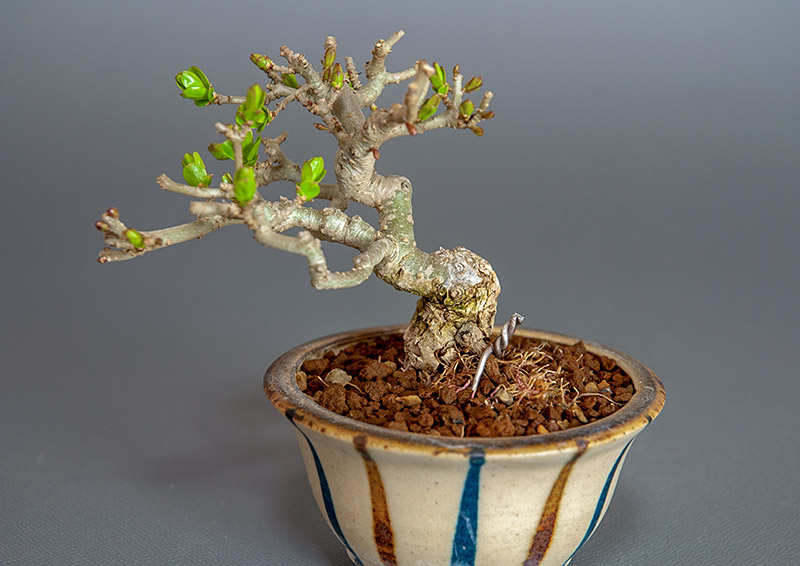 イボタノキ-V1（いぼたのき・水蝋の木）実もの盆栽を別側から見た景色・Ligustrum obtusifolium bonsai