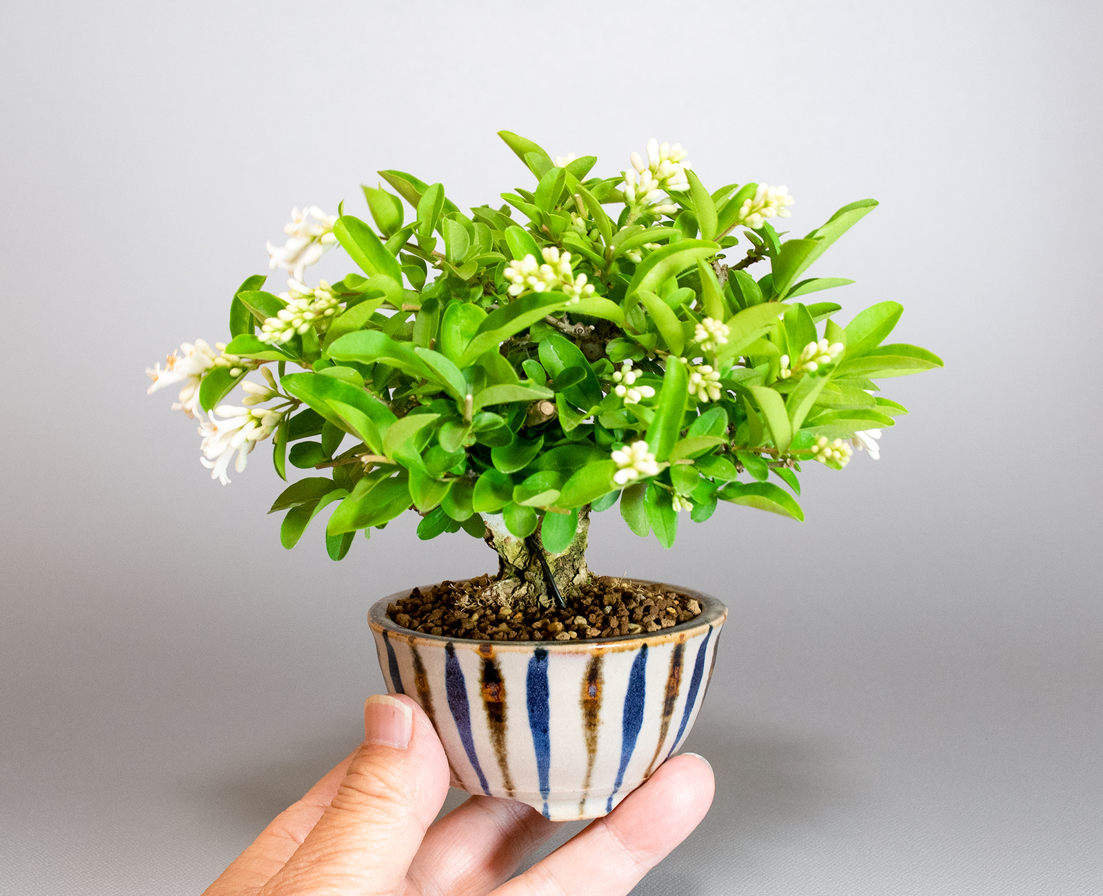 イボタノキ-W1（いぼたのき・水蝋の木）実もの盆栽の手乗りの景色・Ligustrum obtusifolium bonsai