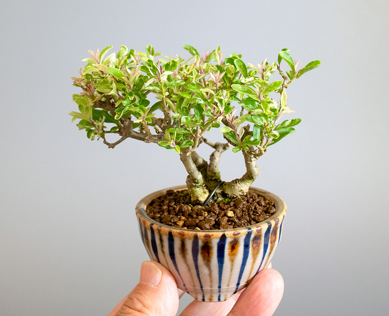 イボタノキ-X1（いぼたのき・水蝋の木）実ものの手乗りの景色・Ligustrum obtusifolium bonsai