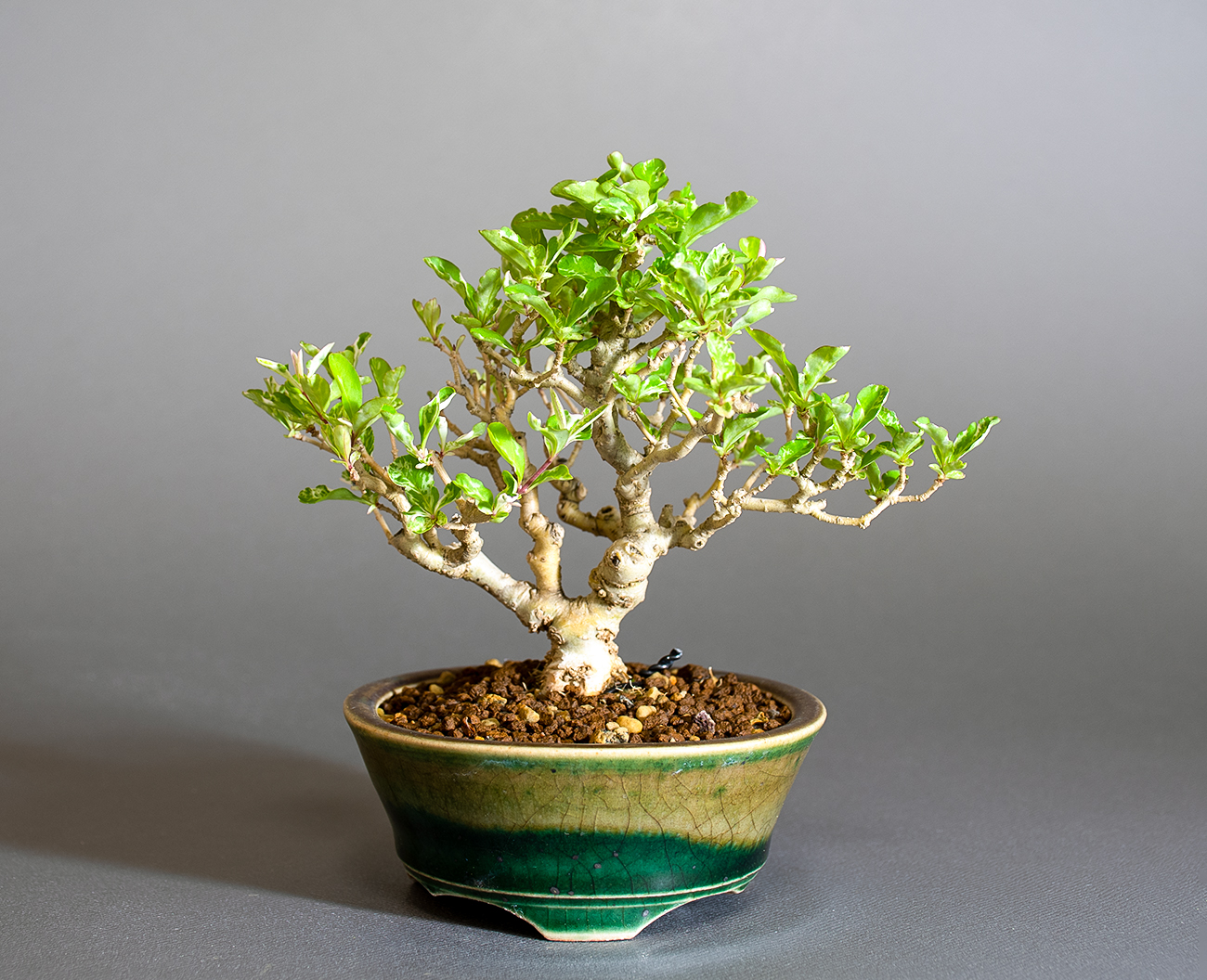 イボタノキ-Y1（いぼたのき・水蝋の木）実もの盆栽の販売と育て方・作り方・Ligustrum obtusifolium bonsai
