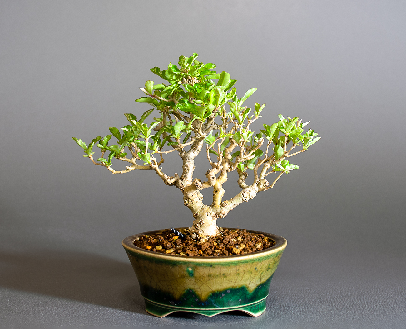 イボタノキ-Y1（いぼたのき・水蝋の木）実もの盆栽を裏側から見た景色・Ligustrum obtusifolium bonsai