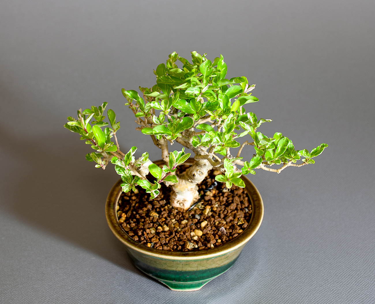 イボタノキ-Y1（いぼたのき・水蝋の木）実もの盆栽を上側から見た景色・Ligustrum obtusifolium bonsai