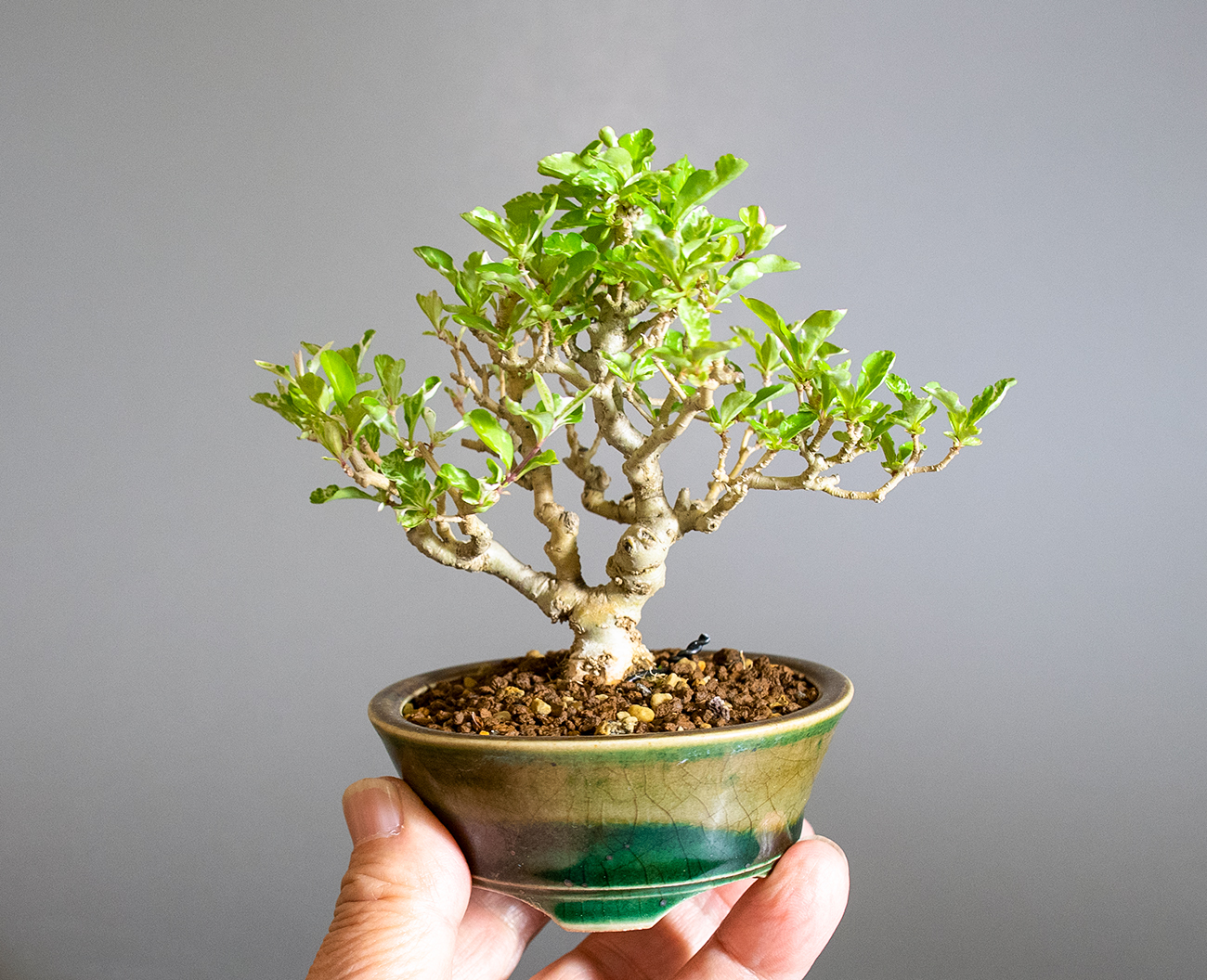 イボタノキ-Y1（いぼたのき・水蝋の木）実もの盆栽の手乗りの景色・Ligustrum obtusifolium bonsai