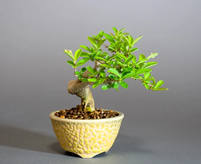 イボタノキ-Z1（いぼたのき・水蝋の木）実もの盆栽の販売と育て方・作り方・Ligustrum obtusifolium bonsai