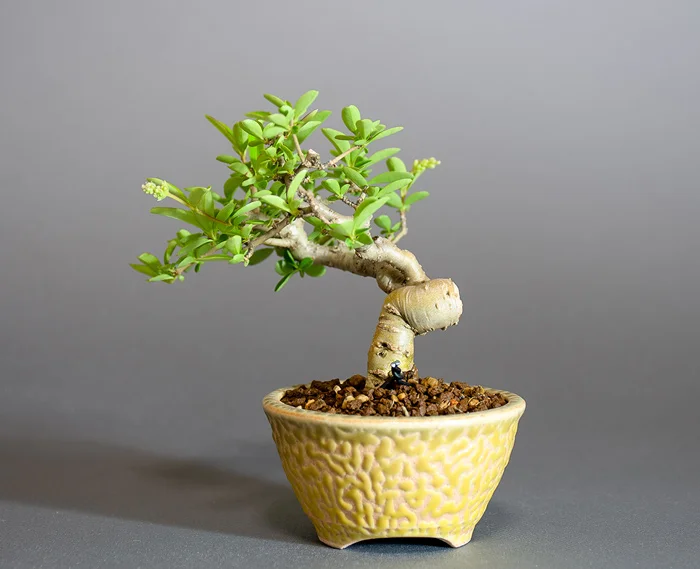 イボタノキ-Z1（いぼたのき・水蝋の木）実もの盆栽を裏側から見た景色・Ligustrum obtusifolium bonsai