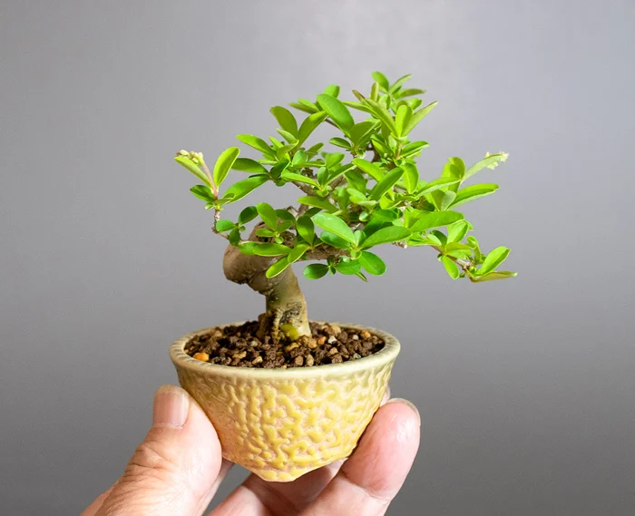 イボタノキ-Z1（いぼたのき・水蝋の木）実もの盆栽の手乗りの景色・Ligustrum obtusifolium bonsai