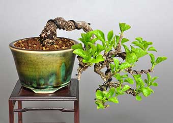 イワウメヅル-A（いわうめづる・岩梅蔓）盆栽の樹作りの参考樹形・Celastrus flagellaris Best bonsai