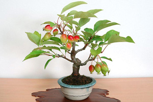 ミヤマカイドウ-A（みやまかいどう・深山海棠）盆栽の樹作りの参考樹形・Malus sieboldii Best bonsai
