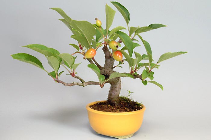 ミヤマカイドウ-B（ヒメビコウ・みやまかいどう・深山海棠）実もの盆栽の販売と育て方・作り方・Malus sieboldii bonsai