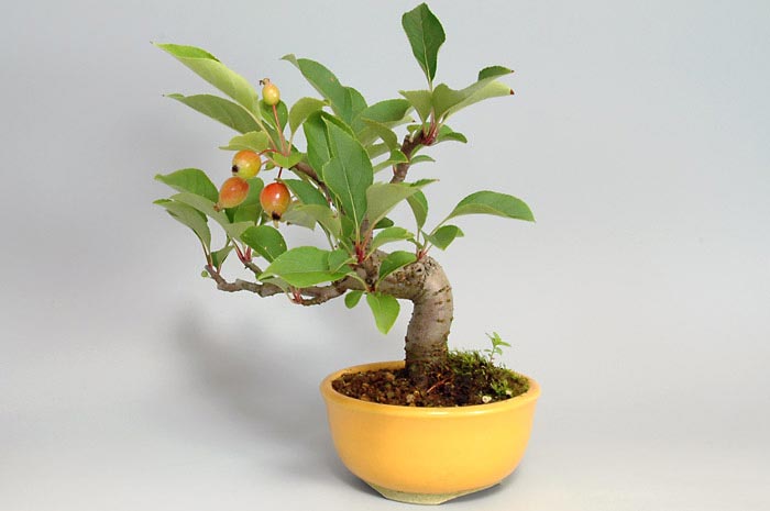 ミヤマカイドウ-B（ヒメビコウ・みやまかいどう・深山海棠）実もの盆栽を右側から見た景色・Malus sieboldii bonsai