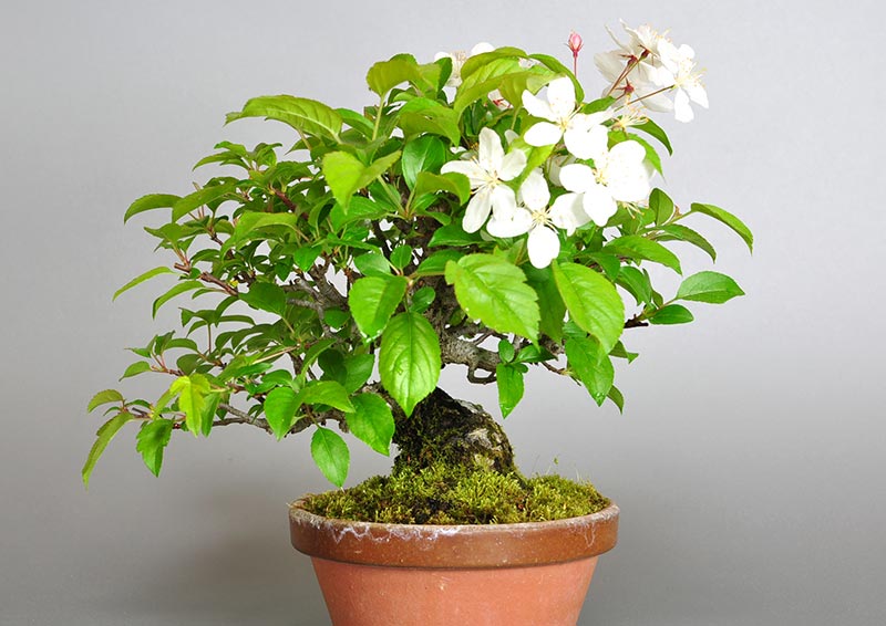 ミヤマカイドウ-B1（ヒメビコウ・みやまかいどう・深山海棠）実もの盆栽の販売と育て方・作り方・Malus sieboldii bonsai