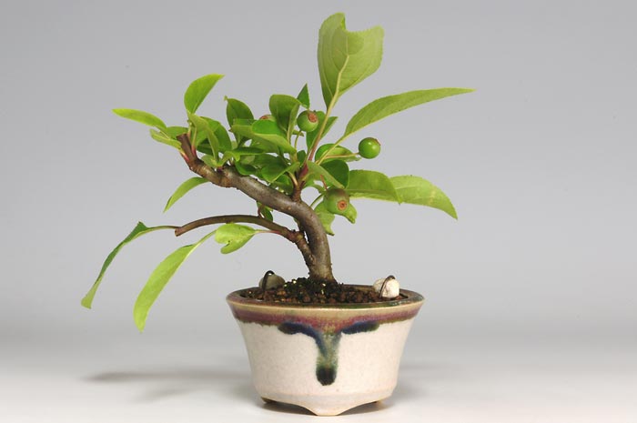 ミヤマカイドウG-1（みやまかいどう・深山海棠）実もの盆栽の販売と育て方・作り方・Malus sieboldii bonsai