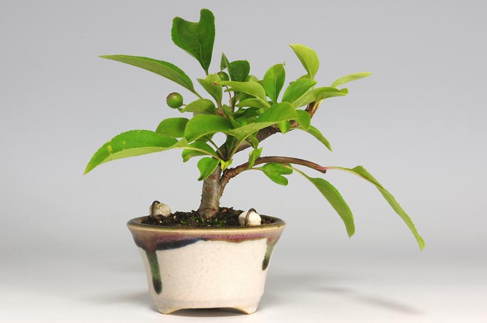 ミヤマカイドウG-1（みやまかいどう・深山海棠）実もの盆栽を裏側から見た景色・Malus sieboldii bonsai