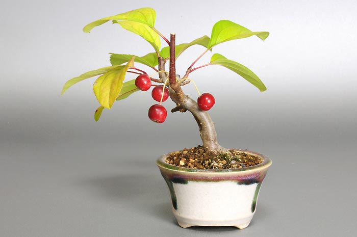 ミヤマカイドウG（みやまかいどう・深山海棠）実もの盆栽を右側から見た景色・Malus sieboldii bonsai