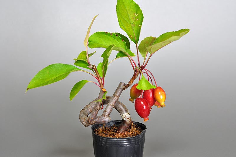 ミヤマカイドウ-Z（みやまかいどう・深山海棠）実もの盆栽の販売と育て方・作り方・Malus sieboldii bonsai
