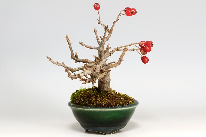 ミニ盆栽・カマツカA-1（かまつか・鎌柄・ニホンカマツカ・日本鎌柄）実もの盆栽を左側から見た景色・Pourthiaea villosa bonsai