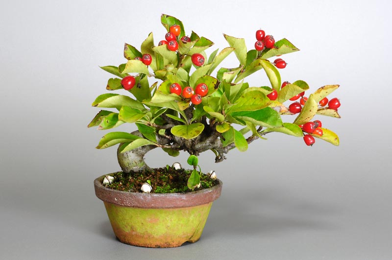 カマツカ-A1-1（かまつか・鎌柄・ニホンカマツカ・日本鎌柄）実もの盆栽の販売と育て方・作り方・Pourthiaea villosa bonsai