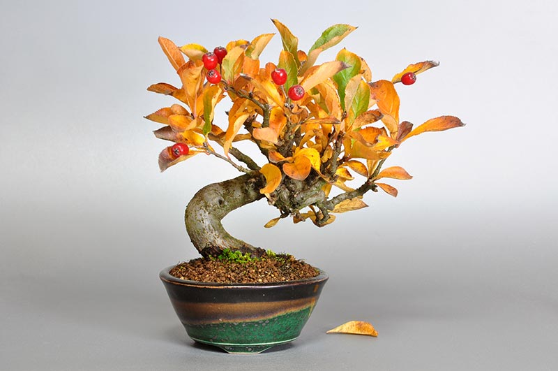 カマツカ-A1-2（かまつか・鎌柄・ニホンカマツカ・日本鎌柄）実もの盆栽の販売と育て方・作り方・Pourthiaea villosa bonsai