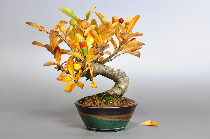 ミニ盆栽・カマツカ-A1-2（かまつか・鎌柄・ニホンカマツカ・日本鎌柄）実もの盆栽を裏側から見た景色・Pourthiaea villosa bonsai