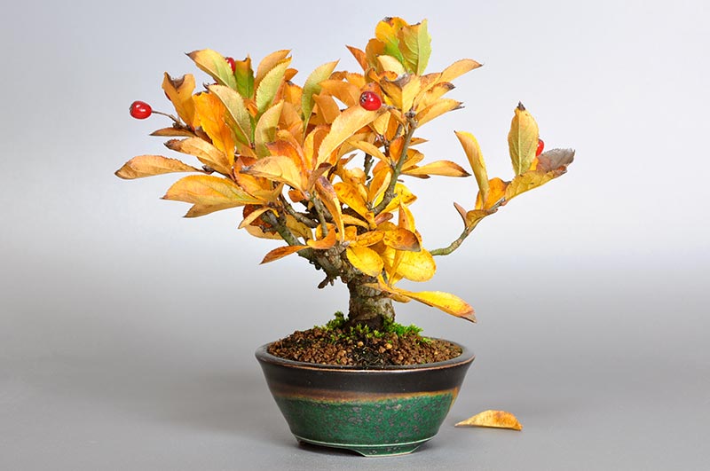 ミニ盆栽・カマツカ-A1-2（かまつか・鎌柄・ニホンカマツカ・日本鎌柄）実もの盆栽を右側から見た景色・Pourthiaea villosa bonsai