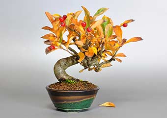 カマツカ-A1（かまつか・鎌柄・ニホンカマツカ・日本鎌柄）実もの盆栽の成長記録-2・Pourthiaea villosa bonsai