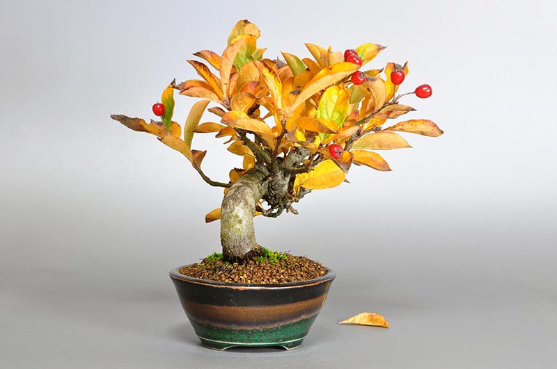 ミニ盆栽・カマツカ-A1-2（かまつか・鎌柄・ニホンカマツカ・日本鎌柄）実もの盆栽を左側から見た景色・Pourthiaea villosa bonsai