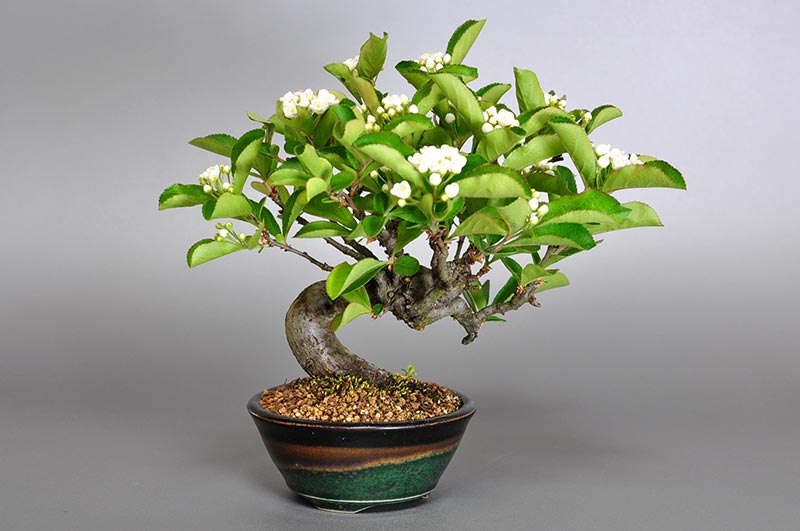 カマツカ-A1-3（かまつか・鎌柄・ニホンカマツカ・日本鎌柄）実もの盆栽の販売と育て方・作り方・Pourthiaea villosa bonsai