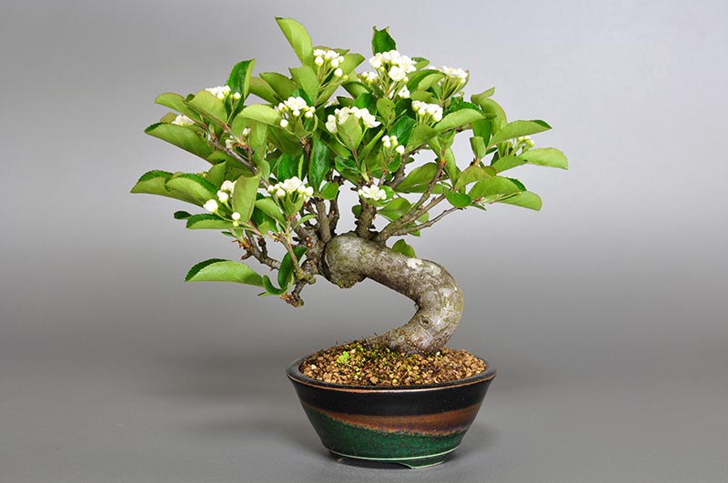 ミニ盆栽・カマツカ-A1-3（かまつか・鎌柄・ニホンカマツカ・日本鎌柄）実もの盆栽を裏側から見た景色・Pourthiaea villosa bonsai