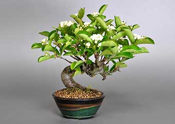 カマツカ-A1（かまつか・鎌柄・ニホンカマツカ・日本鎌柄）実もの盆栽の成長記録-3・Pourthiaea villosa bonsai