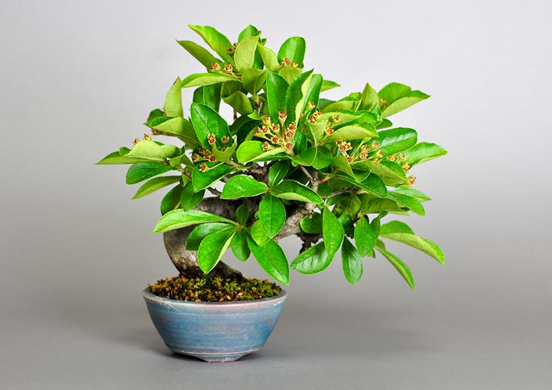 カマツカ-A1（かまつか・鎌柄・ニホンカマツカ・日本鎌柄）実もの盆栽の販売と育て方・作り方・Pourthiaea villosa bonsai