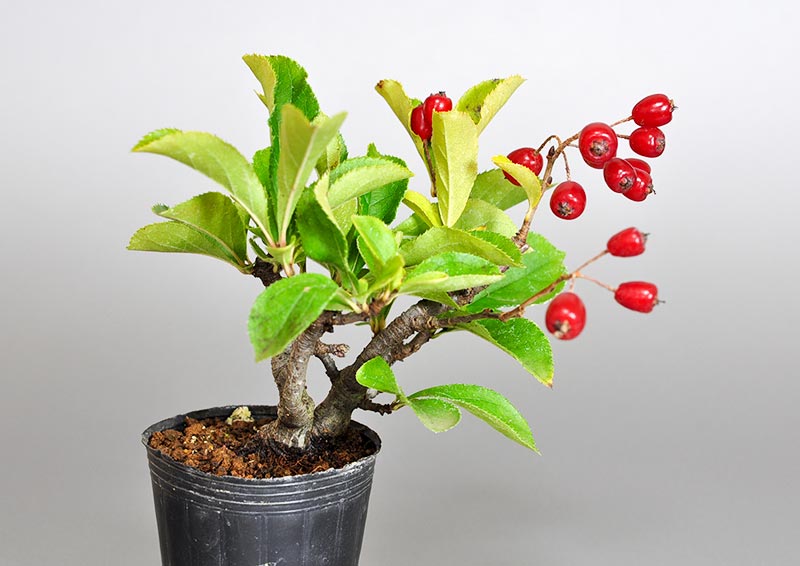 カマツカ-A2（かまつか・鎌柄・ニホンカマツカ・日本鎌柄）実もの盆栽の販売と育て方・作り方・Pourthiaea villosa bonsai
