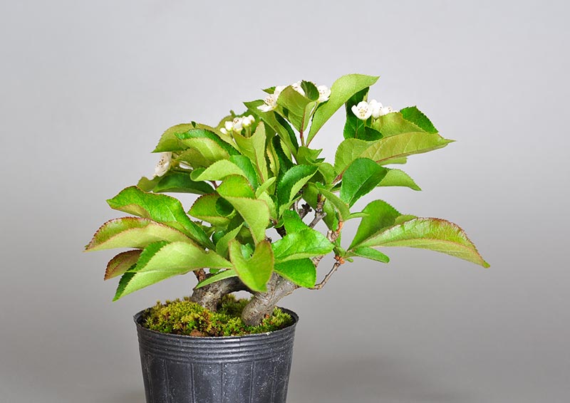 カマツカ-D2（かまつか・鎌柄・ニホンカマツカ・日本鎌柄）鎌柄の販売と育て方・作り方・Pourthiaea villosa bonsai