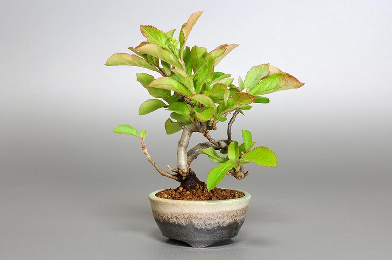 カマツカ-E1-1（かまつか・鎌柄・ニホンカマツカ・日本鎌柄）実もの盆栽の販売と育て方・作り方・Pourthiaea villosa bonsai